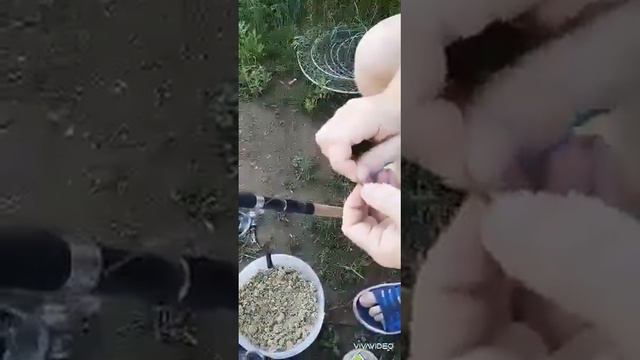 Рыбалка.Приехали за карпом,а клевал карась смотреть онлайн