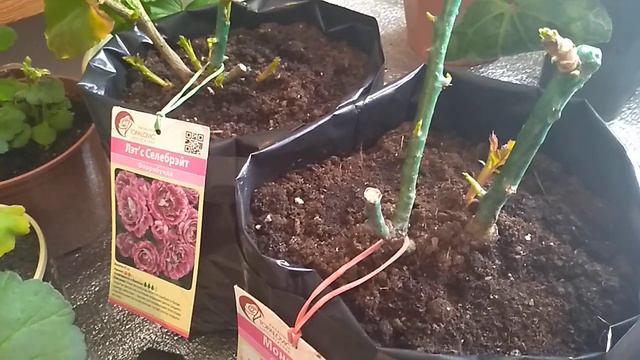 РОЗЫ ИЗ ПОДВОРЬЕ СПУСТЯ ДВЕ НЕДЕЛИ.