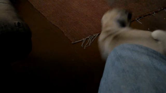 Мопс vs.Кота #2 смотреть онлайн