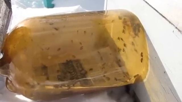 Туалет для пчёл зимой