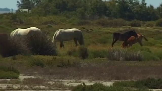 Camargue Vacation Travel Video Guide смотреть онлайн