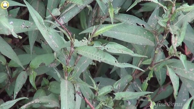 freelancelifestyle ru Vietnam 384 6 Sapa Private Trekking смотреть онлайн