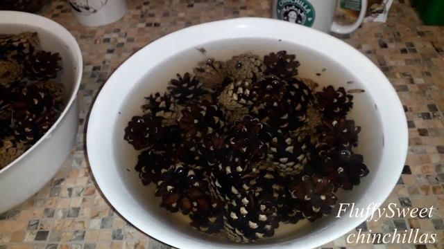 Как сушить ШИНШИЛЛАМ шишки? смотреть онлайн