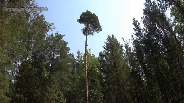 Санитары леса Отвод делянки Деревенская жизнь смотреть онлайн