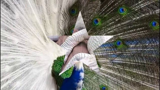 Редкие животные давайте их беречь смотреть онлайн
