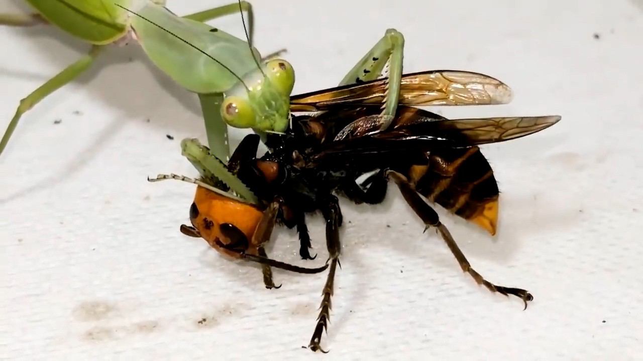 Насекомое-невидимка с 5ю глазами и ножами вместо челюстей - БОГОМОЛ! смотреть онлайн