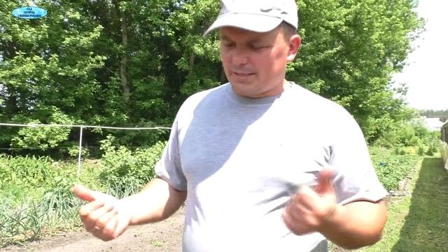 Лук. Чем подкормить лук весной для хорошего развития.