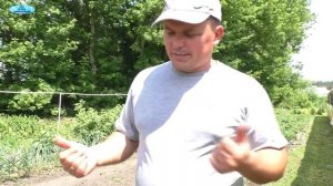 Лук. Чем подкормить лук весной для хорошего развития.