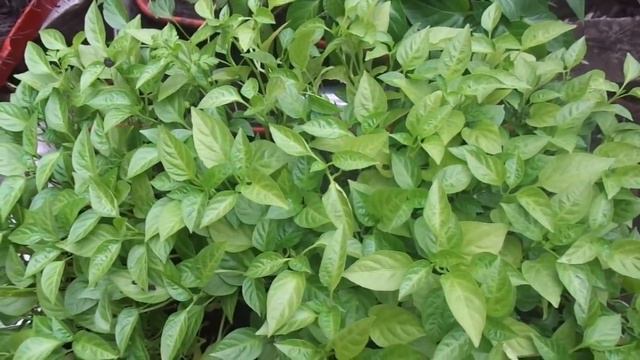 О МАССОВЫХ ПОСЕВАХ ПЕРЦА - БЫСТРОЕ ПРОРЕЖИВАНИЕ. Ольга Чернова. смотреть онлайн