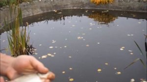 Маленькая домашняя рыбная ферма своими руками Начало