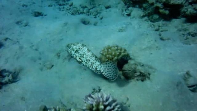 Небольшой групер таувина у дна смотреть онлайн