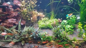Мой домашний аквариум 300 литров
