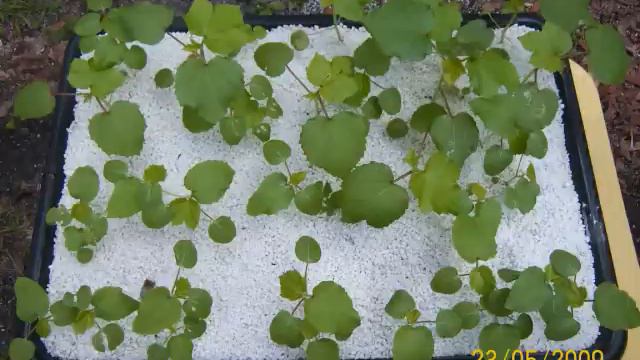 hydropond okra 37 days part#1 James Poore @ hydropond смотреть онлайн