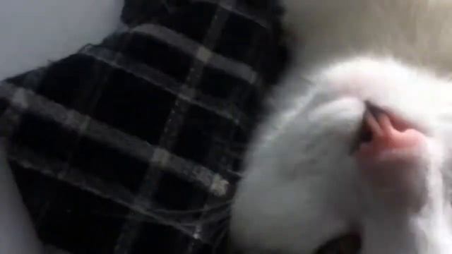 Не будите кошку! смотреть онлайн