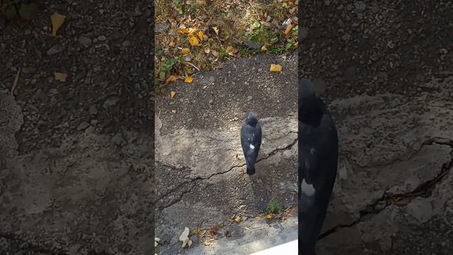 голуби пришли покушать хлеб смотреть онлайн