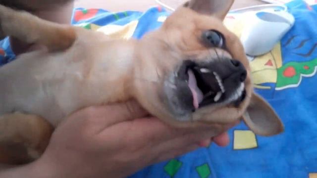 Говорящая собака. смотреть онлайн