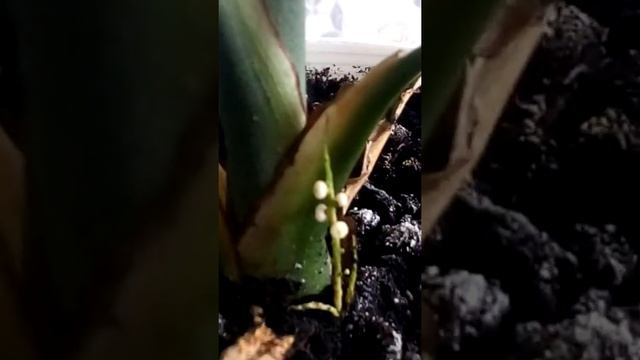 Пальма. Цветет. Не знаю названия. смотреть онлайн