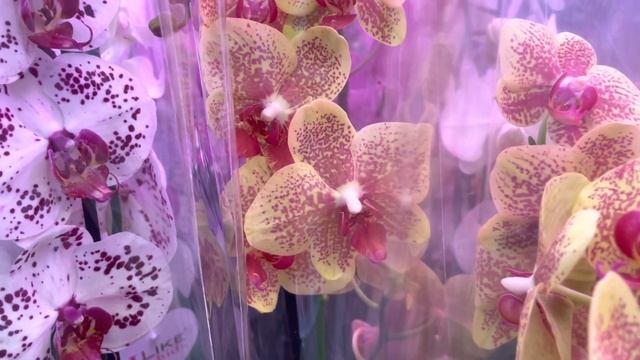 просто ФАНТАСТИЧЕСКИЕ?орхидеи в ЛЕРУА МЕРЛЕН❗️фаленопсис дендрофаленопсис дендробиум смотреть онлайн