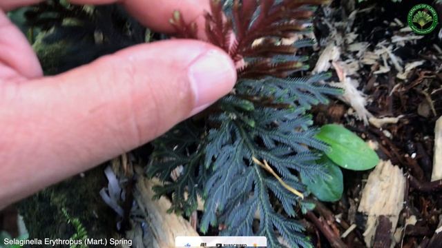 Selaginella Erythropus (Mart.) Spring | Ornamental Lianas | ?? Panama | смотреть онлайн