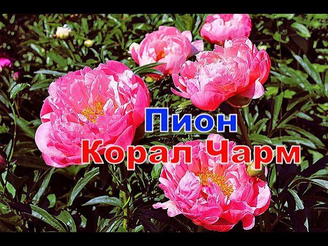 Пион Корал Чарм смотреть онлайн
