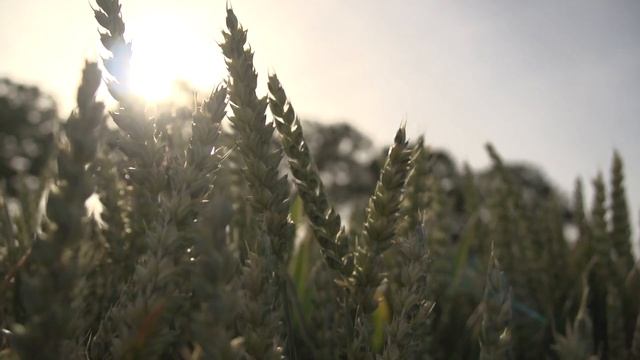 Sounds of the CICAD. Total relaxation | The atmosphere relaxes and calms the nerves | Cicada Sounds смотреть онлайн