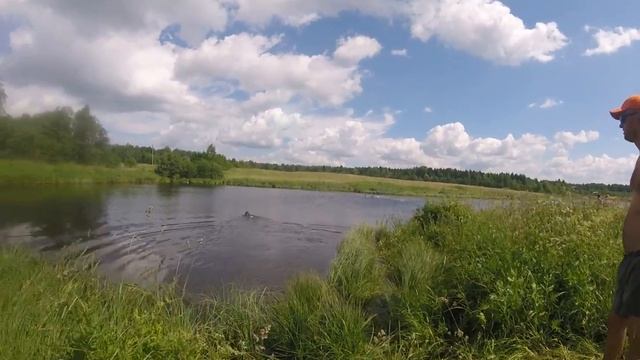 Дратхаар Густав обучение Апорт смотреть онлайн