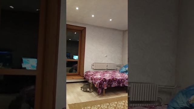 Шок !!! Моя кошка сошла с ума!!! смотреть онлайн