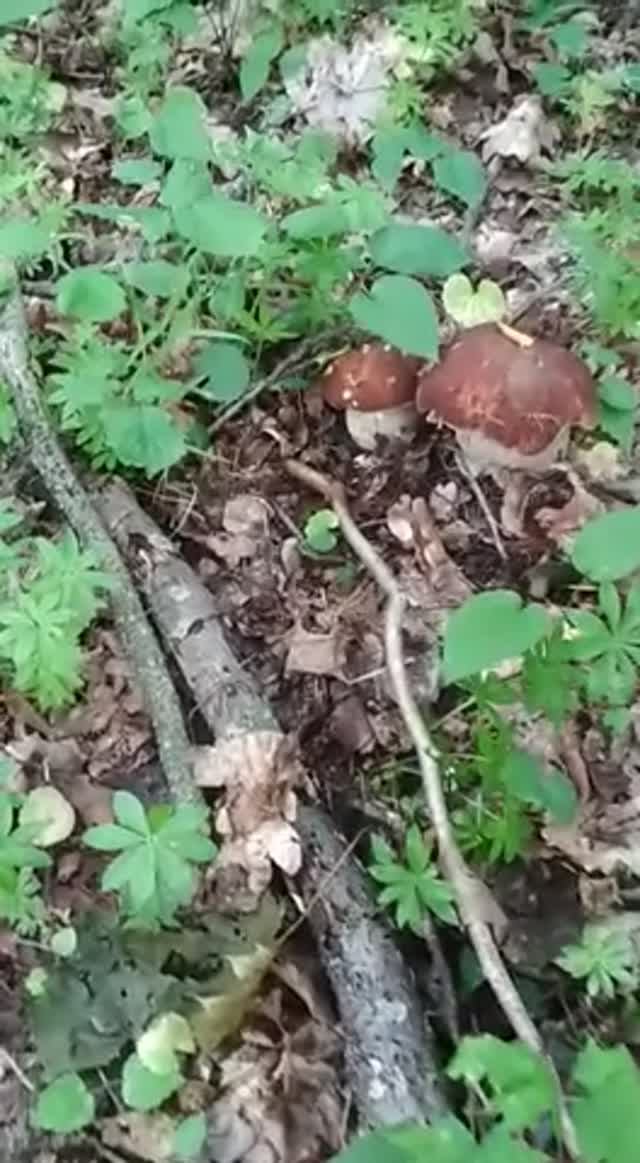 Белые грибы