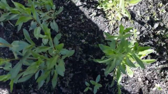 Гипсофила метельчатая через рассаду.Цветы на срезку. смотреть онлайн