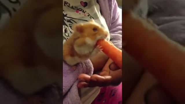 Hamster eating a carrot смотреть онлайн