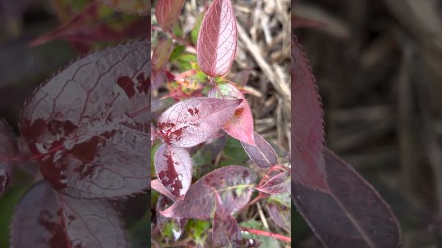 ЛЕУКОТОЕ “ZEBONARD” ЗИМОЙ