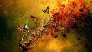 Bassnectar - Butterfly