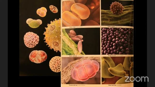 The Secret World of Plants & Pollinators смотреть онлайн