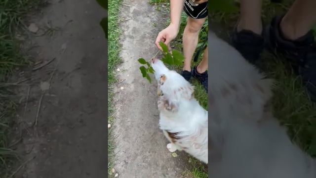 Аусси очень любит малину с куста🐑🍓