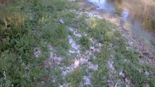 Озеро в лесу 2021. Кто в нем живет, и что с ним стало? смотреть онлайн