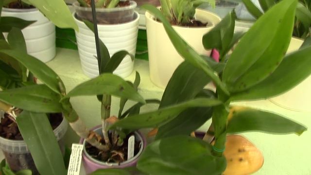 Q&A - What are black spots on Orchid leaves? смотреть онлайн