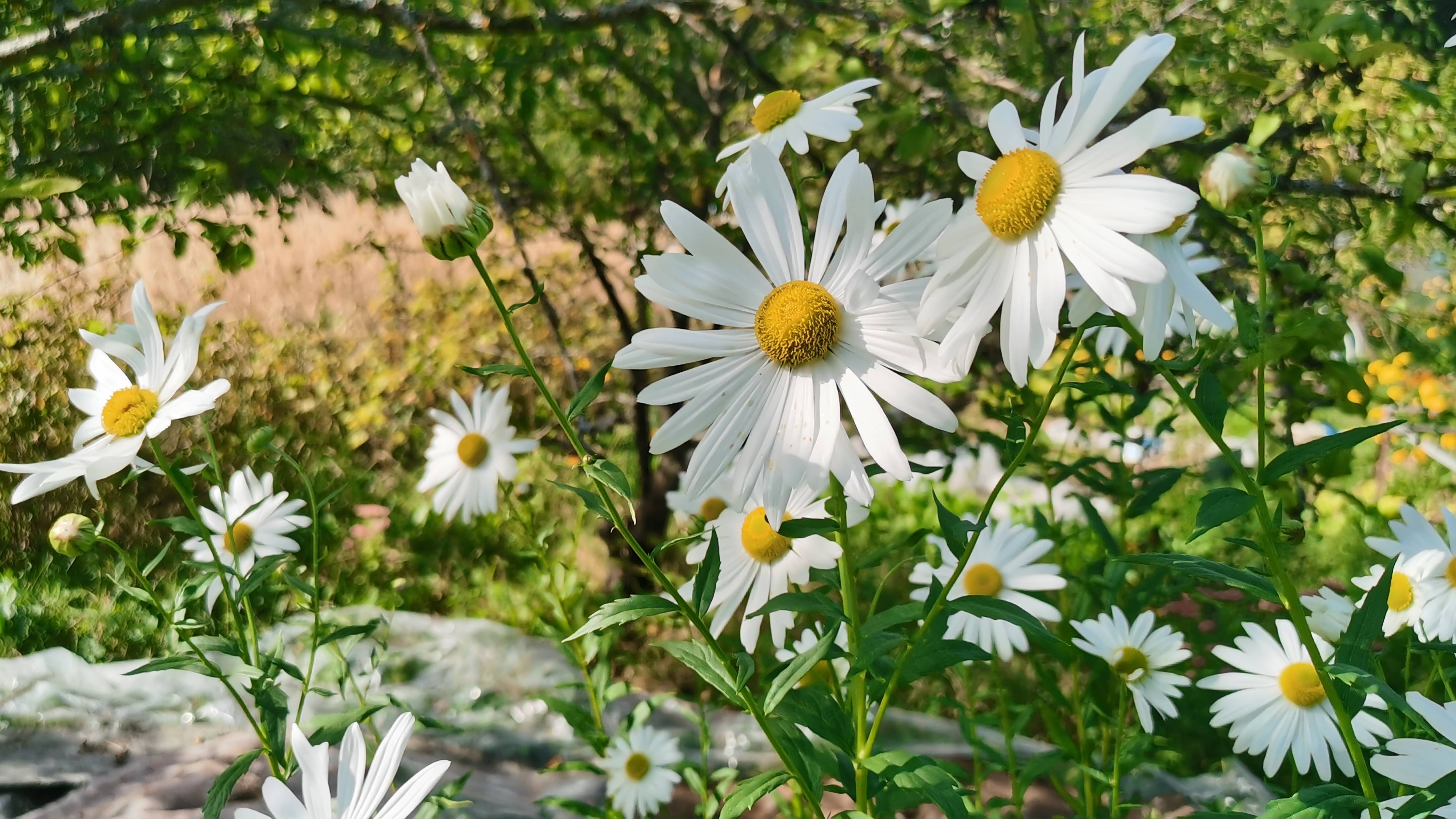 Заколдованный цветник на огороде в Подмосковье 15 сентября