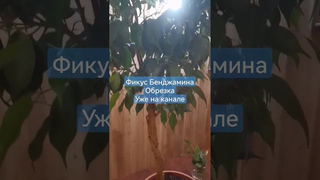 фикус Бенджамина смотреть онлайн
