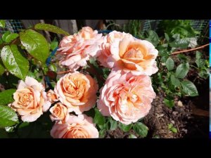 Розы на  Северо-Западе. Роза Чарльз Остин(Charles Austin) в первый год