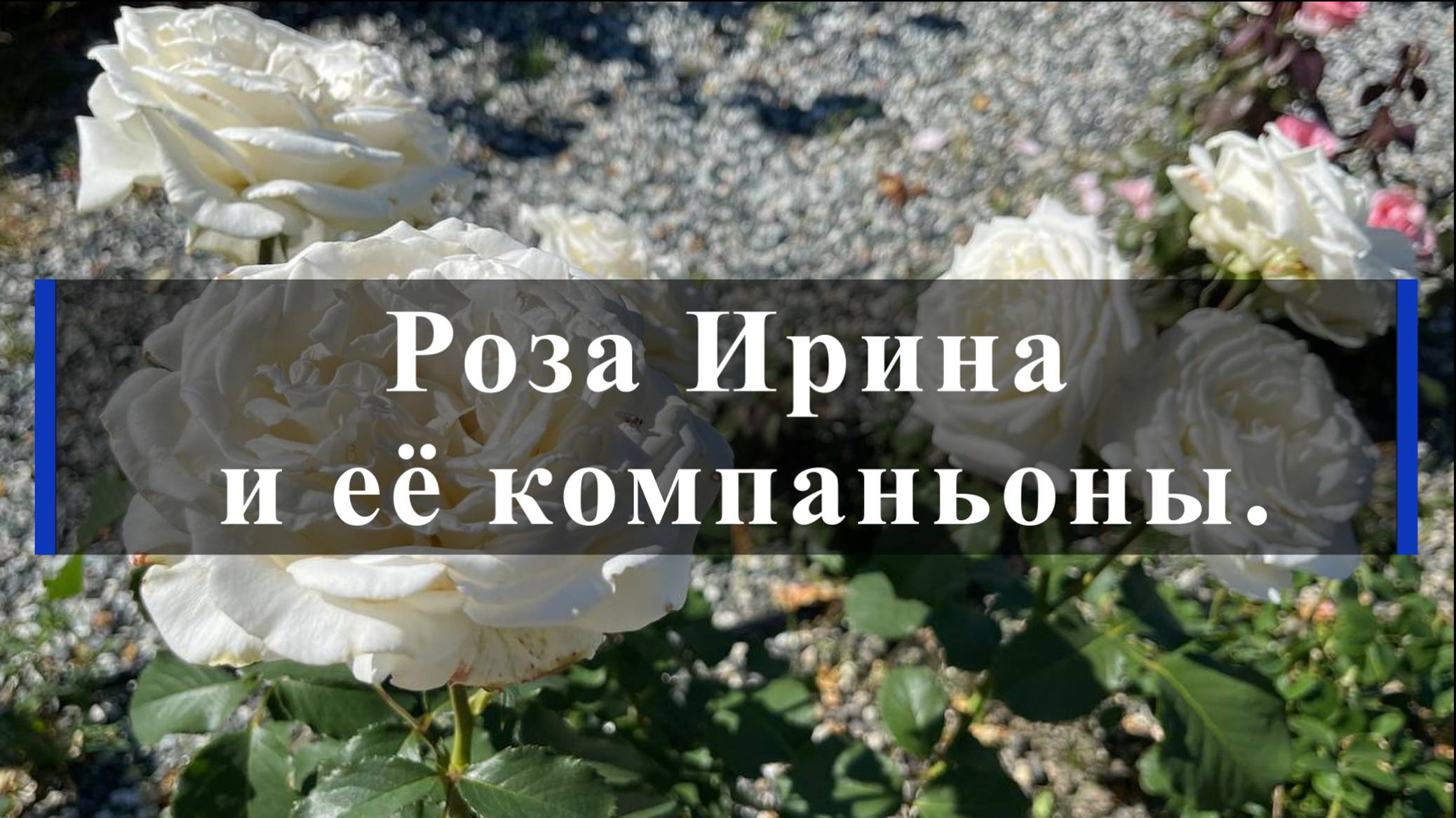 Роза Ирина и ее компаньоны смотреть онлайн