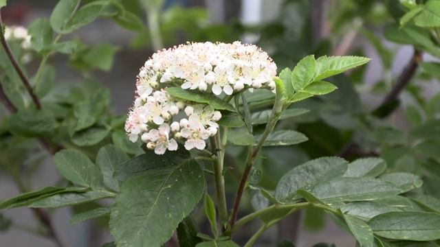 Весна в РЕПЕЙНИКЕ смотреть онлайн