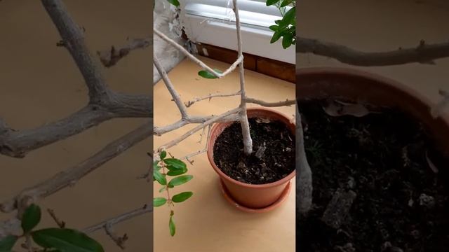 гранат нана смотреть онлайн