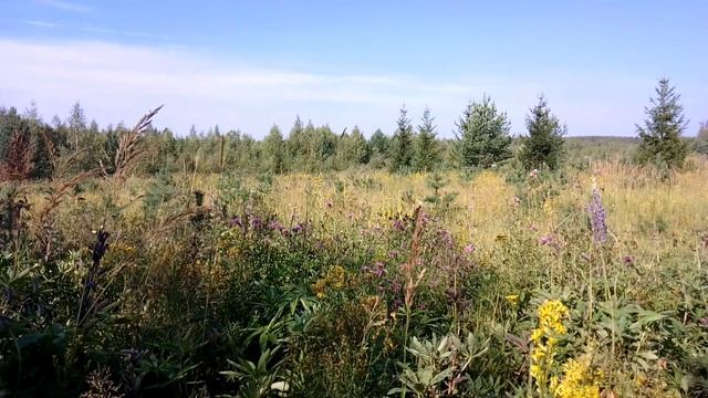 За городом. ч.1. Август 2023 смотреть онлайн