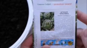Артишок посев