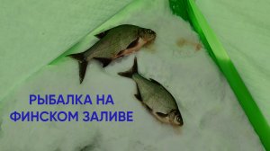 ЗИМНЯЯ РЫБАЛКА НА ФИНСКОМ ЗАЛИВЕ | КАЗАКОВА | ЛОВЛЯ ЛЕЩА