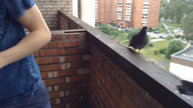 Посадил на плечо (И) обзор птенцов смотреть онлайн