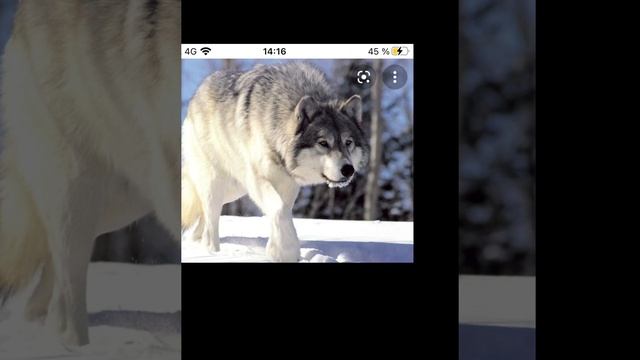 Названия Животных￼ смотреть онлайн