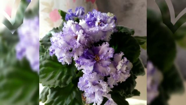 ПЫШНОЦВЕТУЩИЕ СОРТА ФИАЛОК. СЕНПОЛИЯ АВ- ЛЕБЕДИНОЕ ОЗЕРО. смотреть онлайн