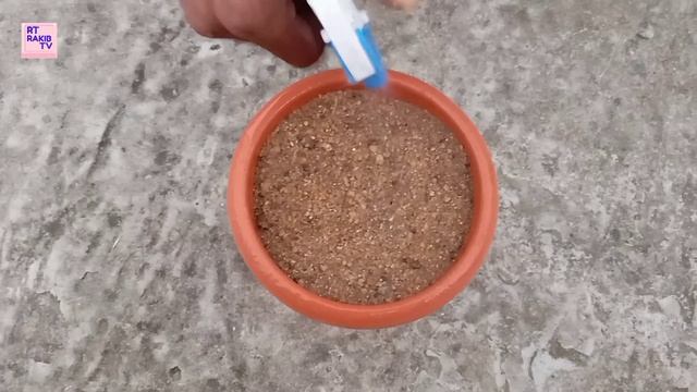 New way propagate lemon tree from cuttings-লেবু গাছের ডাল থেকে কলম পদ্ধতি- amazing2 смотреть онлайн