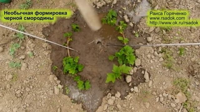 Необычная формировка черной смородины смотреть онлайн